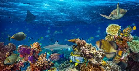 Viajes de buceo y naturaleza, cursos de buceo y fotografía submarina, venta de material técnico. El programa "bajo el mar" de Valencia - KISS FM