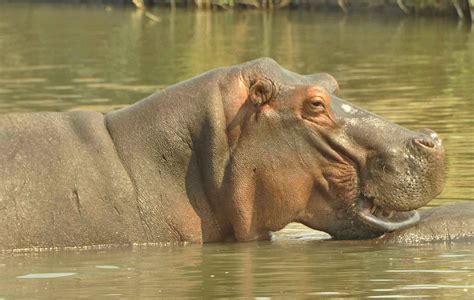 Choose A Hippo To Adopt Turgwehippotrust For
