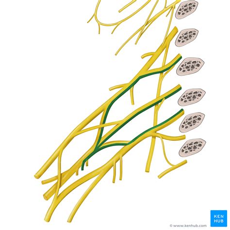 Brachial Plexus Anatomy Nerves Sections And Branches Kenhub