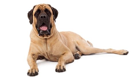 Mastiff Dog Breed Profile Top Dog Tips