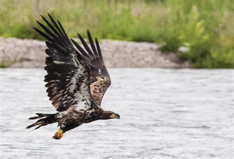 Free Images Water Nature Wing River Flying Wildlife Wild Beak