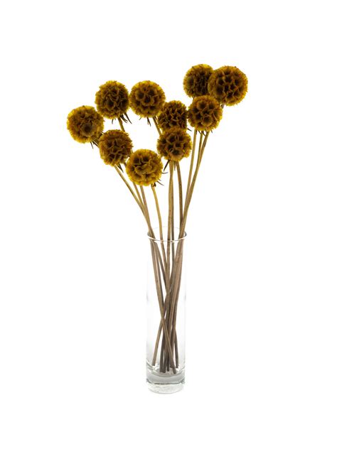 Scabiosa Yellow Ru Bynature Wholesale