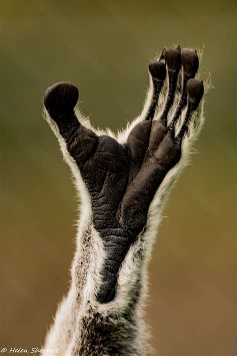 Pin On Lemur