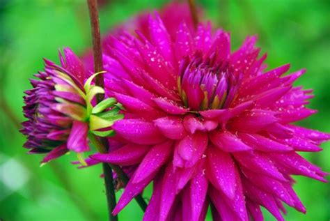 Teaser from the flower videos we take for the cactus jerk youtube channel at youtube.com/c/cactusjerk. Dahlia 'Ambition' - semi-cactus dahlia tuber | Dahlia ...
