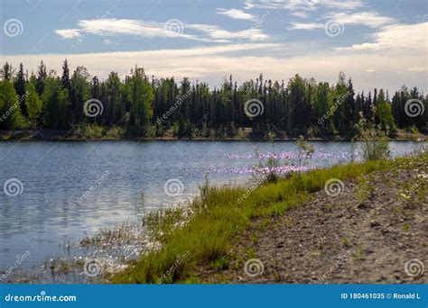 Quiet Lake And Forest In Alaska Stock Image Image Of Food City