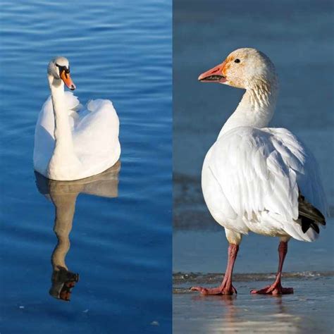 Swan Vs Snow Goose A Guide About Similarities And Differences Unianimal