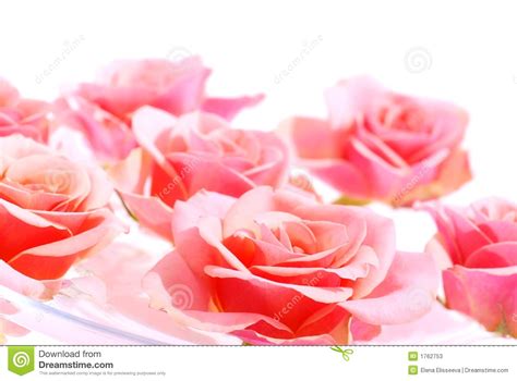 Pink Roses Stock Image Image Of Border Botanical Petal 1762753