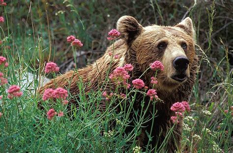 Cantabrian Brown Bear The Bear Foundation Where Is Asturias