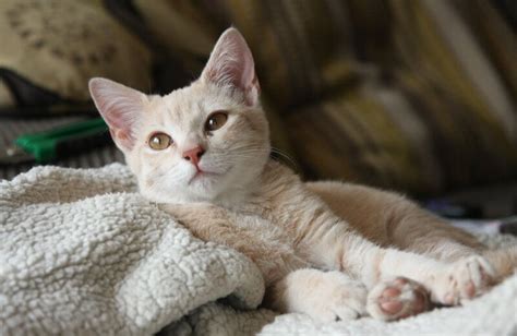 What home remedy can i give my cat for constipation. Allergy Medicine for Cats: What Can I Give My Cat for ...