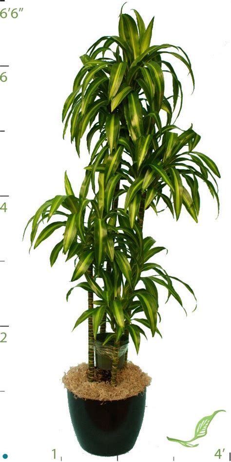 Dracaena Plant Care Tips Dracaena Plant Care Tips For Growing A