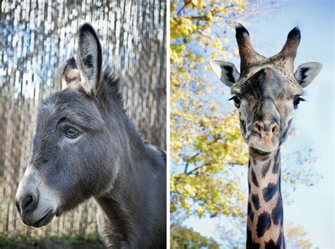 Zoo Animals And Their Discontents The New York Times