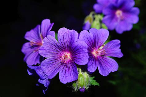 Free Images Blossom Purple Petal Bloom Atmosphere Blue Flora