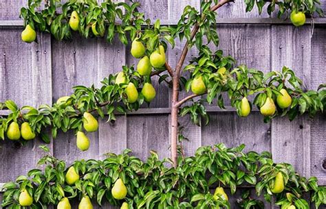 Check spelling or type a new query. How to espalier fruit trees - thisNZlife