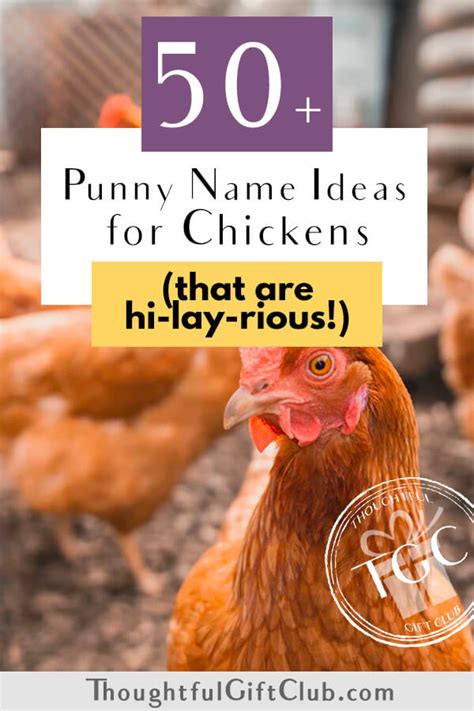 40 Chicken Pun Names That Are Absolutely Hi Lay Rious 2022 Update