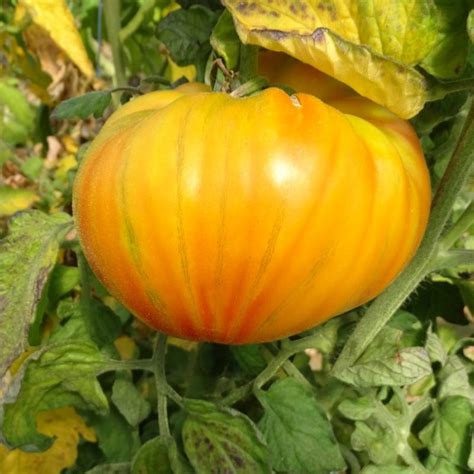 Plant Tomates Margold F1 100 Bio Plantzone Maraicher