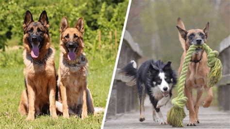 Belgian Malinois Vs German Shepherds Whats The Difference Doggowner