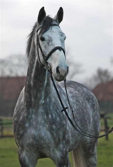 50 Shades Of Dappled Grey Horse Nation Серая лошадь Лошадиные