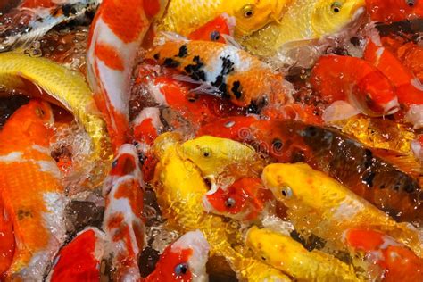 Colorful Koi Fish Feeding Stock Photo Image Of Outdoor 116229380