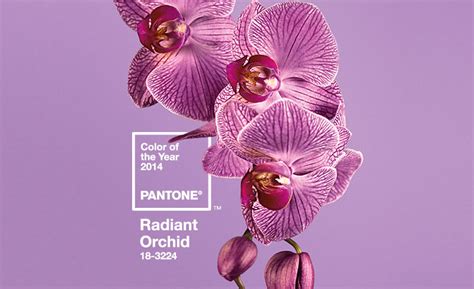 Pantone Color Of The Year 2014 Radiant Orchid Design Milk