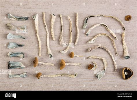 Dry Magic Mushrooms Stock Photo Alamy
