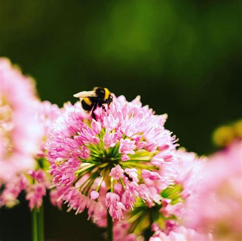 We did not find results for: Ganz langsam öffnen sich die Blüten.... gierig stürzen sich Hummeln 🐝 und Bienen und andere ...