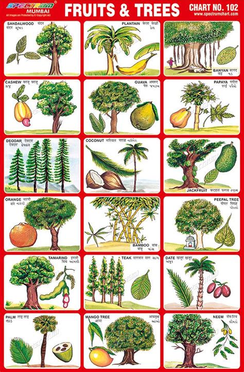 List of all fruit trees. Pin on Adeena