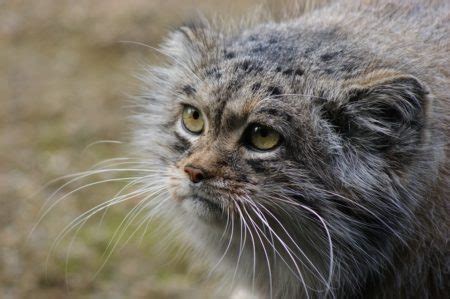 Meet The World S Grumpiest Wildcat How It Works