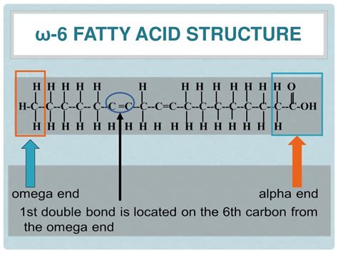 Essential Fatty Acids Omega 6 Fatty Acid Synthesis