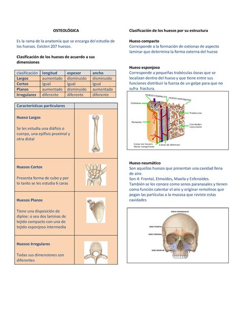 Generalidades De Anatomía Osteología OsteolÓgica Clasificación De