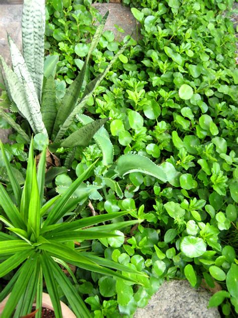 Tropical Plants As Ground Cover Flickr Photo Sharing