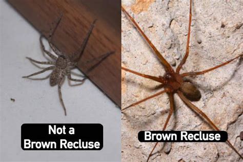 Southern House Spider Vs Brown Recluse Dahlia Hanes
