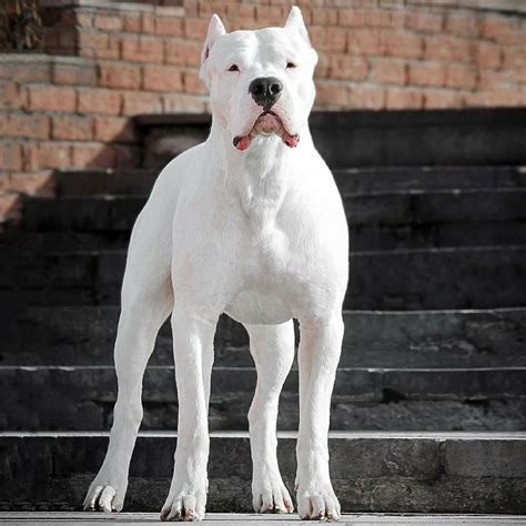 Dogo Argentino Animall24 Dog Breeds A To Z
