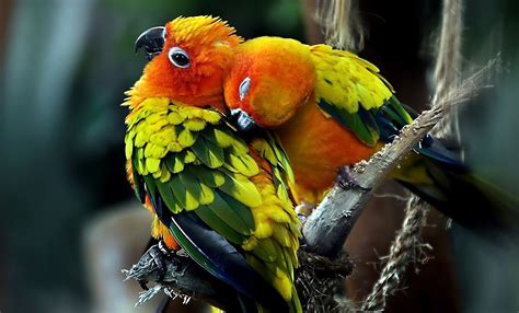 Best Pics Store Top 20 Cute Birds Hd Wallpapers For Pc