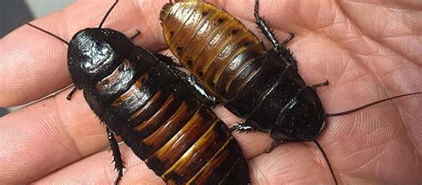 The Madagascar Hissing Cockroach Critter Science