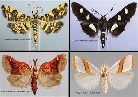 North American Snout Moths Image Eurekalert Science News Releases