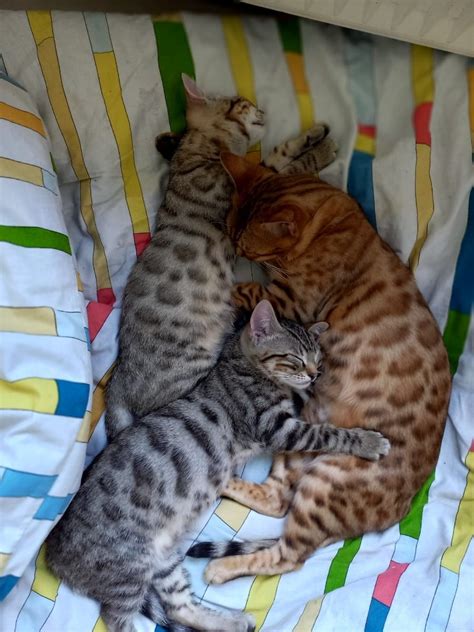 Geschwisterpaar Bengal Kitten Brown Spotted Berlin Bengal Cat Deine Tierweltde
