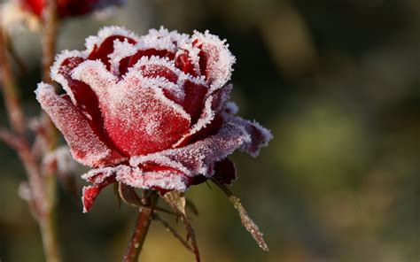 Розы На Снегу На Телефон Обои