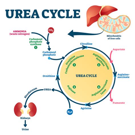 Urea Cycle Disorder Takes The Life Of A Young Football Star How Can We