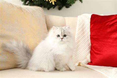 Chinchilla Silver Persian Kittens Stunning Silver Tipped Chinchilla