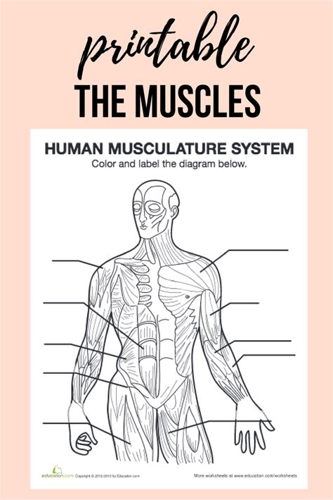 Muscles In The Body Worksheet