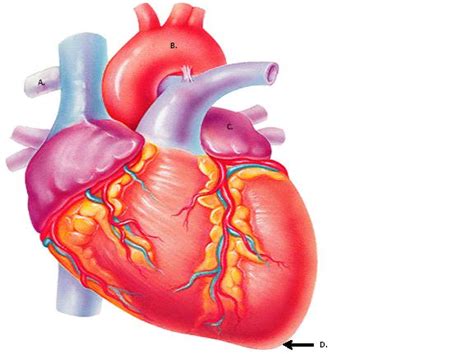 Most of the heart's surface is covered by the lungs and in juveniles it is bordered cranially by the thymus. Unit IV: Anatomy Of The Heart & Blood Vessels - ProProfs Quiz
