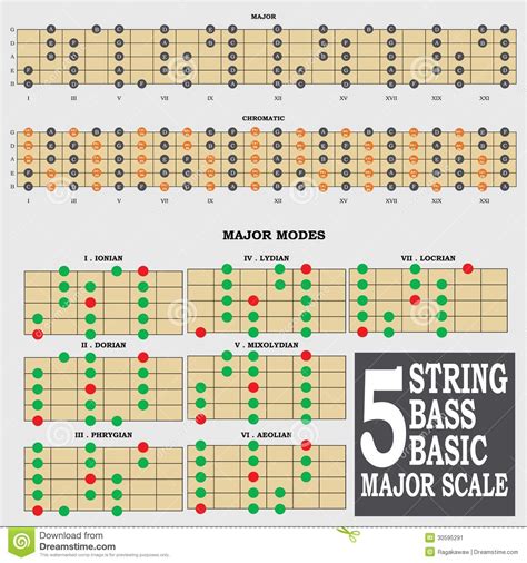 5 String Bass Basic Major Scale For Bass Player Te Stock Image Image