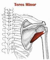 Teres Major Muscle Exercises
