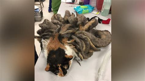Cat Found With Two Pounds Of Fur Finds New Home Abc11 Raleigh Durham