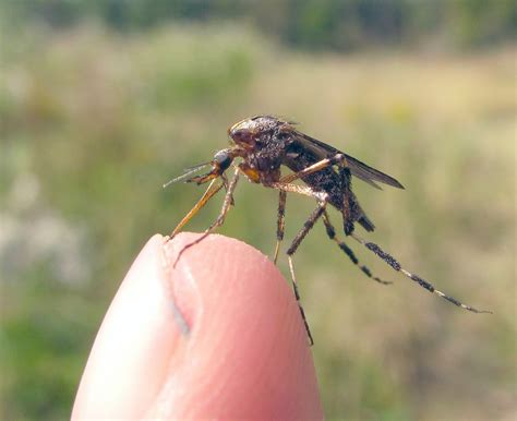 In the united states pest control companies often provide residential pest control options for mosquitoes and other insects both to individual homeowner's professional liability is necessary if you are recommending products for use as part of your business or selling them to clients separately. How to Get Rid of Giant Gallinipper Mosquitoes - Control ...
