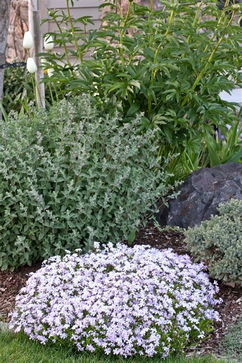 May 29, 2020 · if your neighborhood deer nibble on everything in sight, consider planting a patch of shasta daisies. VW Garden: Deer Resistant Perennials for Spokane - Zone 5