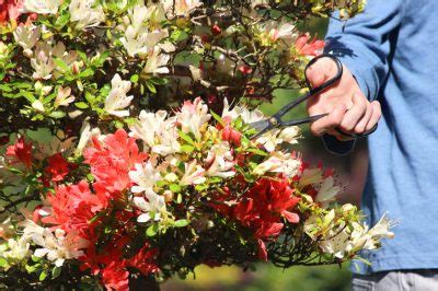Auch wenn sie ihre rhododendren überhaupt nicht schneiden (müssen), ist es wichtig, schon im spätsommer die braunen, abgestorbenen endknospen zu entfernen. Japanische Azalee schneiden » Wann und wie wird's gemacht?