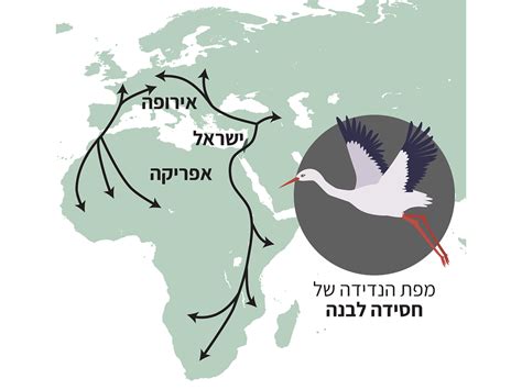 White Stork Migration Map By Netta Kasher On Dribbble