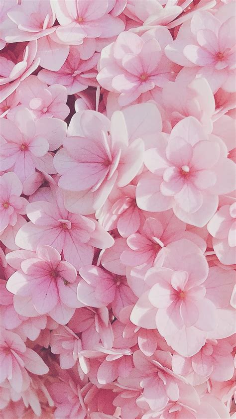 Pink Flower Background Wallpaper