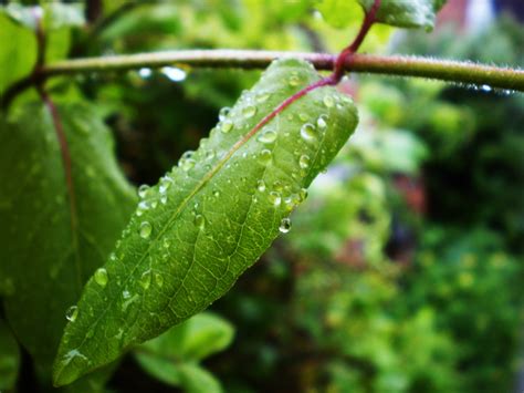 Wallpaper Id 753439 Wet Close Up Macro Rain Tilt Freshness